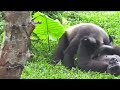 #ASMR #Gorilla #ゴリラ | D'jeeco Family 🦍Wonderful short film【#金剛猩猩】 #2021/615 #動森猩