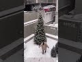 Всех с наступающими праздниками!❤️ скоро вернусь с вложиком!🎄