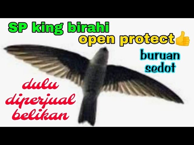 SP KING BIRAHI OPEN PROTECT class=