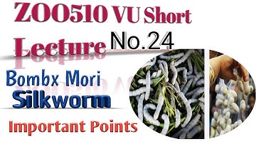 ZOO510 vu short lecture No.24// Life cycle of Bombox mori