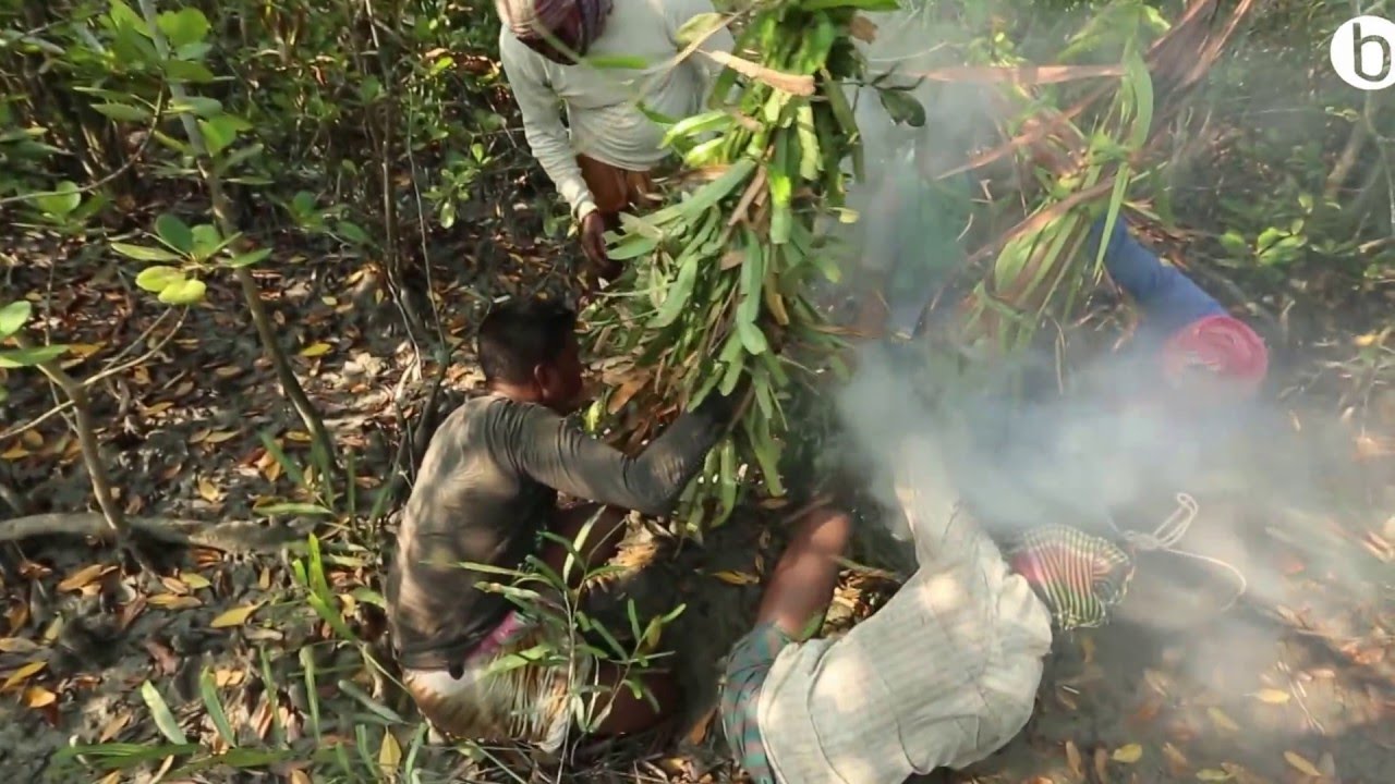 Honey Hunting In Sundarbans Youtube