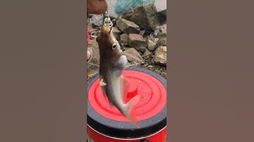 Cá ngạnh bụng to do ăn lo mồi của cần thủ tiền bối,chuyên gia câu cá ngạnh sông đà #shorts