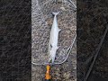 富山湾サゴシ【諦めない気持ち】　１回の当たり2026年2月28日