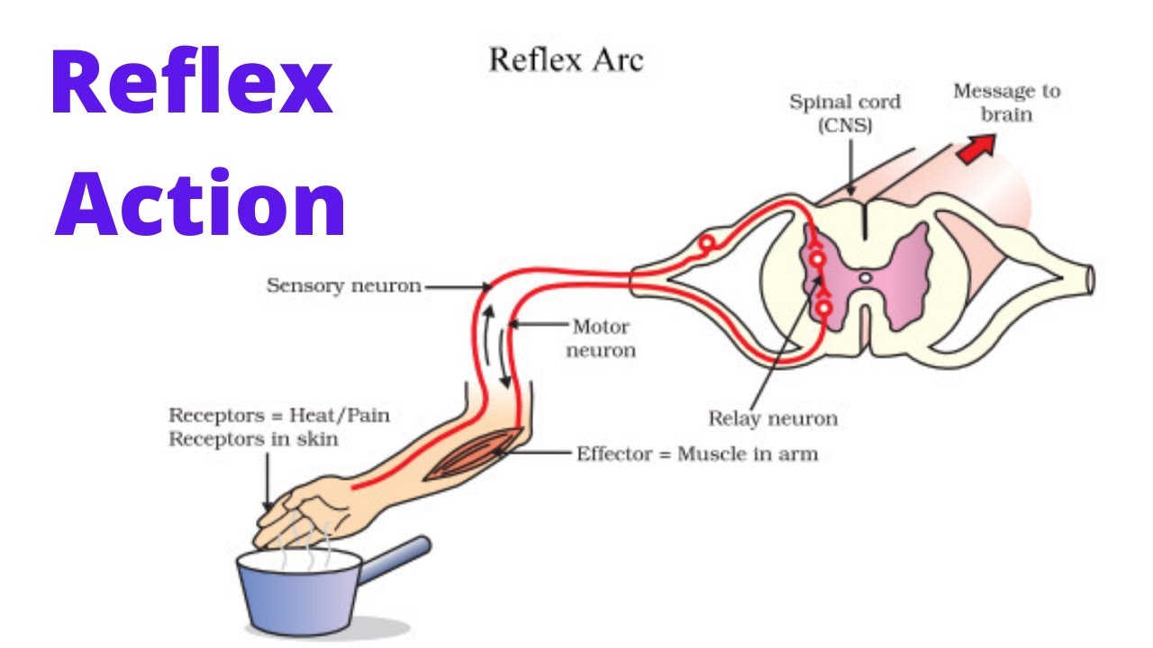 Expectorants of Reflex Action. Рефлекс 10