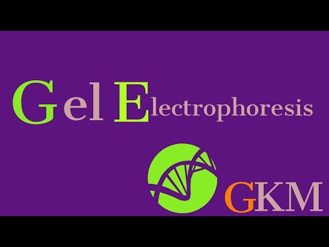 Video: Perbezaan Antara Elektroforesis Kapilari Dan Elektroforesis Gel