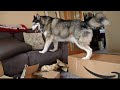 Giant Husky Defeated by A GIANT Box?!