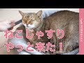 猫ウットリ！１ヶ月待った「ねこじゃすり」がやっと来た！・今日は「猫が大好きなんだよ」で人気製品をチェック！