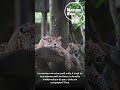 Naissance exceptionnelle d’un bébé jaguar au Zoo de Guadeloupe ! #zoo #animaux #jaguar #guadeloupe