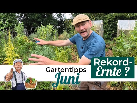 Why my vegetables are growing better than ever before
