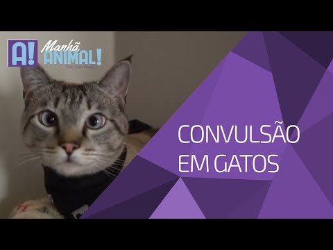 Vídeo: Apreensões Em Gatos - Epilepsia Em Gatos - Sinais De Convulsões