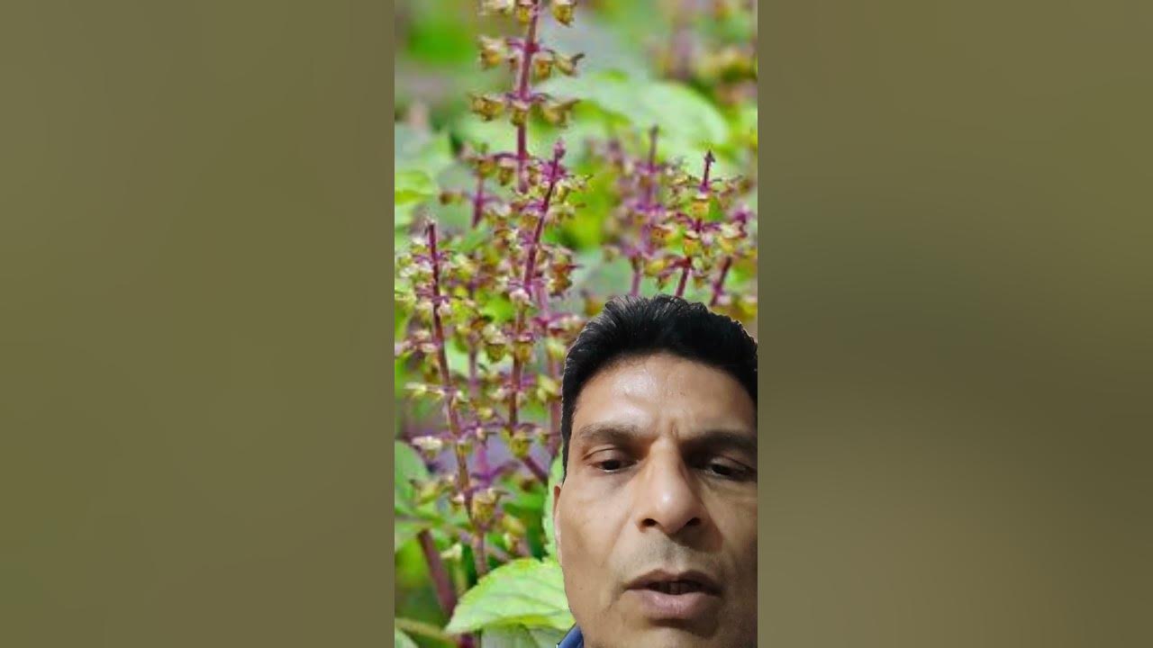 keep-tulsi-plant-in-north-east-direction-of-your-home-to-get-rid-of