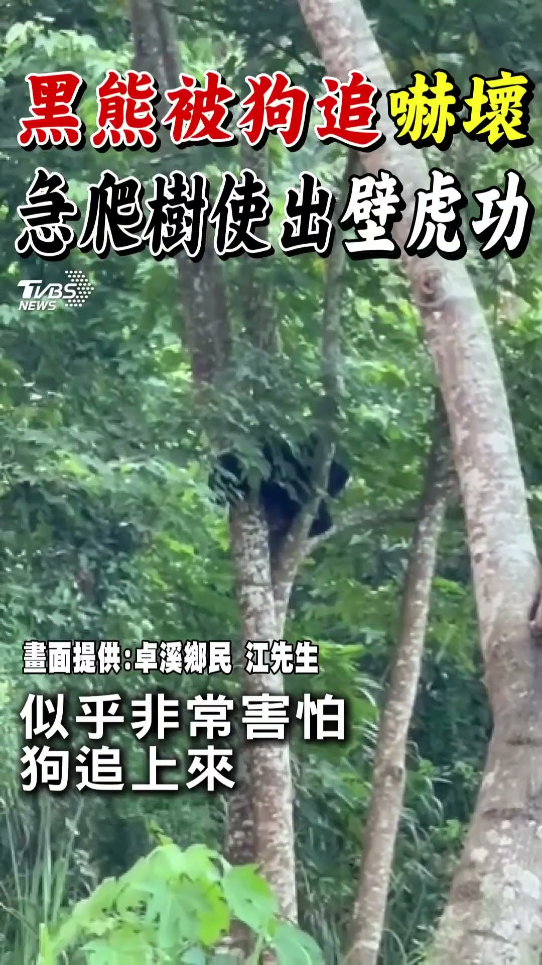 黑熊被狗追「嚇壞」 急爬樹使出「壁虎功」｜TVBS新聞@TVBSNEWS01