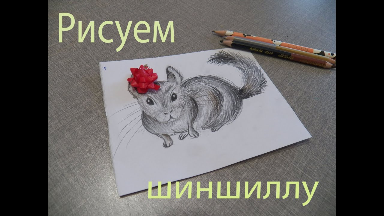 Как нарисовать шиншиллу легко и просто для детей