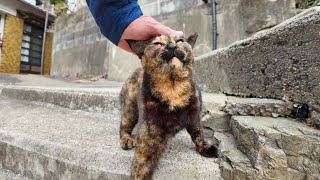 The tortoiseshell cat I met on the stairs of a fishing port town is too cute