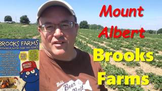 Strawberry Picking in Ontario at Brooks Farms