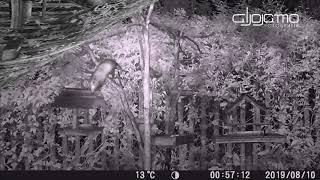 2019080910 HC300 VID ZARIGUEYAS MVMK_MMF_ZAR