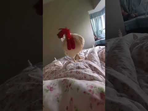 برنامه ی طلوع و غروب خروس زنگ هشدار چشم گشا وایرال ویدیوی کوتاه فیلم کوتاه