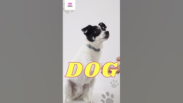 DOG | ABCD | #shorts #dog #dogs #youtubeshorts