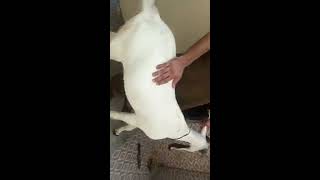 Mohsin Ali Hakika Qurbani