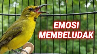 SOGON Gacor pancingan ribut agar bunyi  | Tropical Sunbird Singing in the Morning