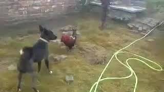Amazing dog vs cock fight