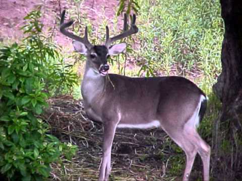 CUATRO MOTIVOS EL VENADO AZUL.wmv