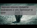 Черная кошка примета: значение и что приносит в дом