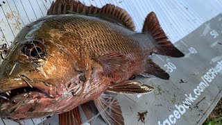 Surface Mangrove Jacks & Barramundi.