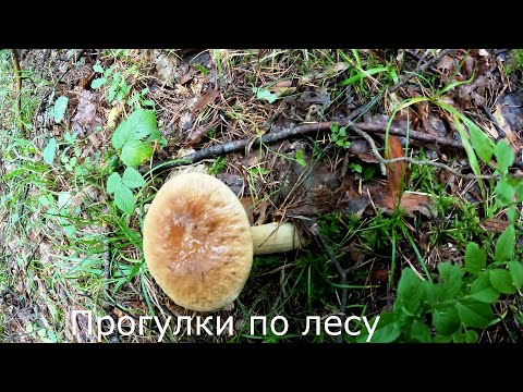 Прогулки за грибами | Грибы наконец пошли.