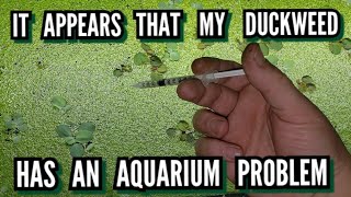 How I Get Rid of Duckweed - 3 Ways to Kill Duckweed in Your Aquarium