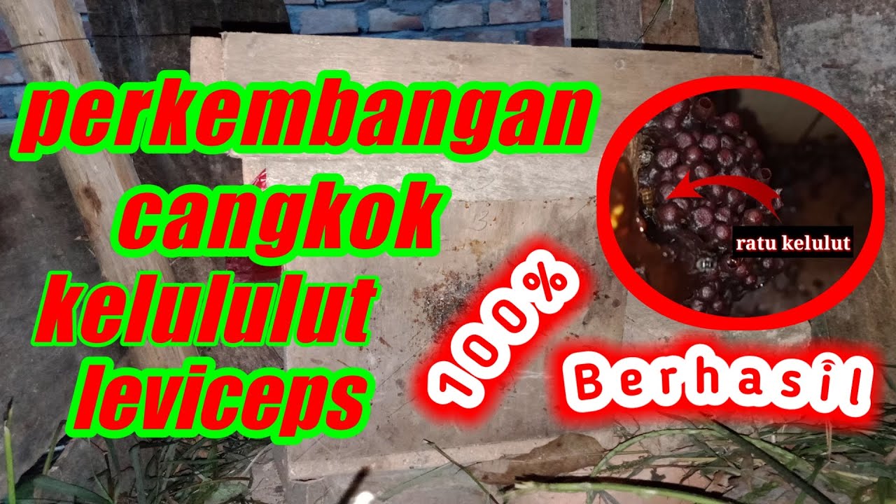 CEK PERKEMBANGAN CANGKOK KELULUT setelah satu bulan