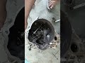 Alto 800 clutch plate pressure plate replacement #technology #viral #mechanic #dailypost #apmechani