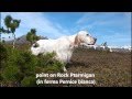 English setter in iceland