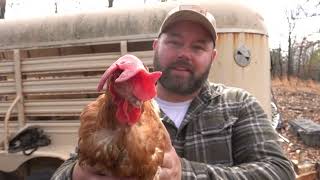 We Bought The Worlds Cheapest Chickens