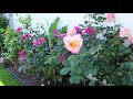 San diego rose society garden tours ken huff