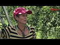 Tyrella Orchard Using Hectre - Harvest Management Software