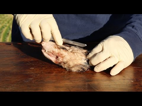 HOW TO CLEAN A POSSUM SKULL "GRAPHIC"