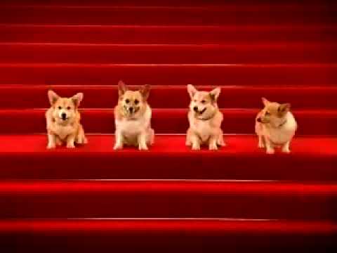 birthday-greetings---dog-quartet