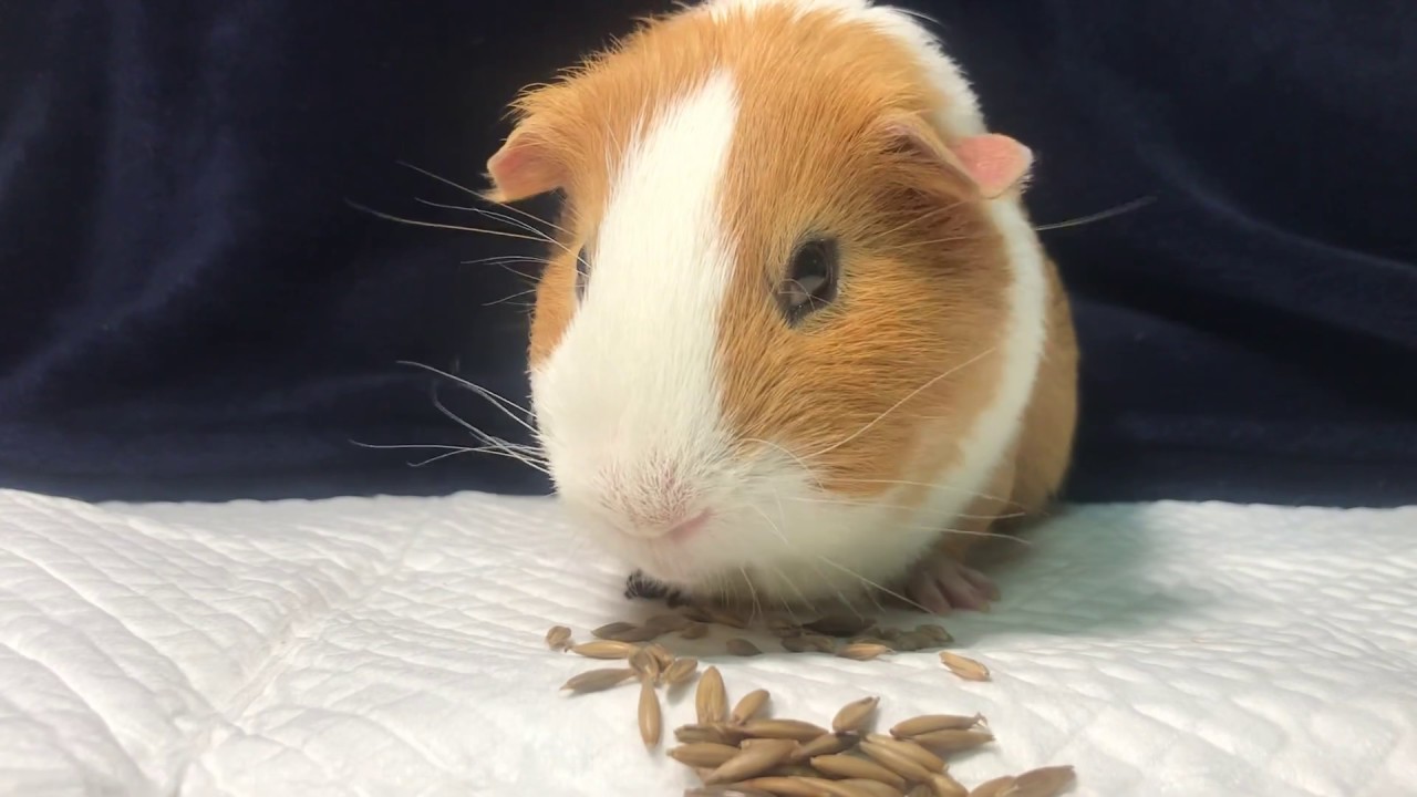 ASMR)기니피그 귀리 먹방 Guinea pig Oats YouTube