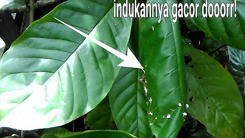 Berburu sarang burung prenjak lumut.