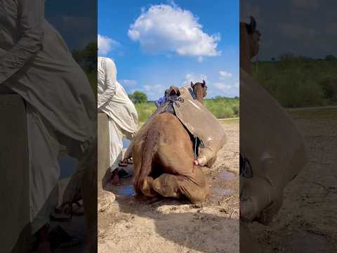 ج ل ص ح ر او ي ي ص ب الم اء ف ي الم ش كاة ع ل ى ظ ه ر الج م ل ب ج د و اج ت ه اد ك ب ير