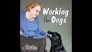 Working Like Dogs  Episode 190 How Many Dogs Work for the United States (U.S.) Government?
