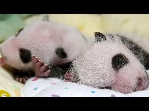 Video: Pet Scoop: Atlanta's Panda Cub Twins Turn 1, Webcam se zaměřuje na hnízdo mořských želv