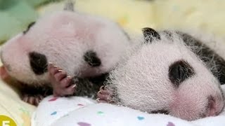 Double Panda-monium! Zoo Atlanta's New Twins