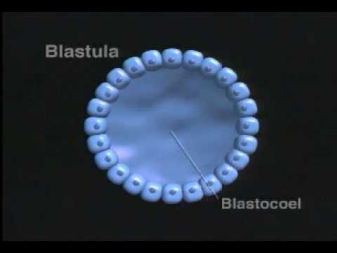 Videó: Mit csinál a Blastopore?