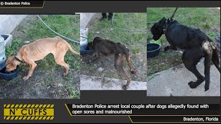 Bradenton Police arrest couple after 5 dogs reportedly found malnourished in deplorable conditions