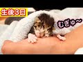 生後３日の赤ちゃん子猫が手にしがみ付いて寝る姿が可愛い【保護猫】