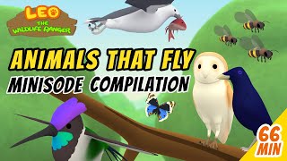 Animals That Fly Minisode Compilation - Leo The Wildlife Ranger | Animation | For Kids