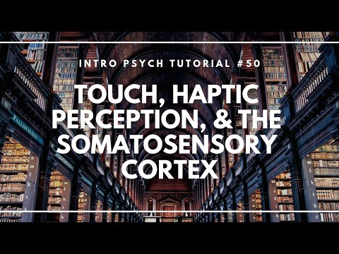 Touch, Haptic Perception, & the Somatosensory Cortex (Intro Psych Tutorial #50)