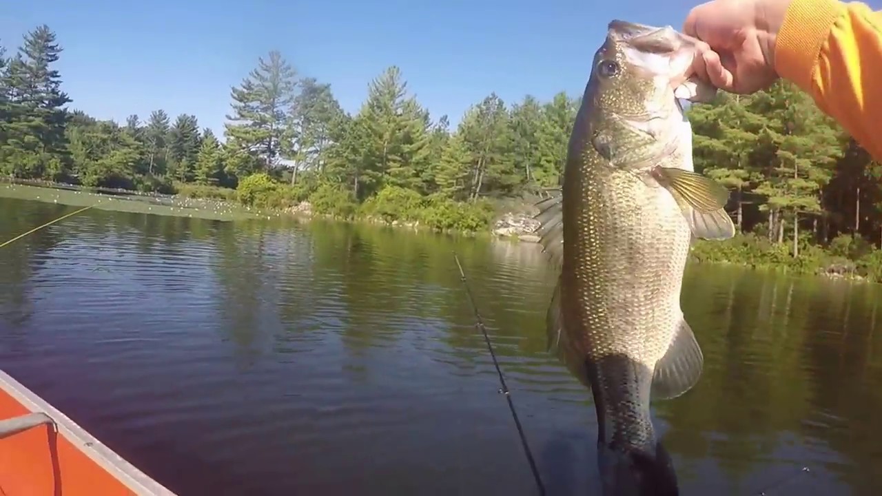 Bass Fishing Twin Lakes Pt 2. + Update - YouTube